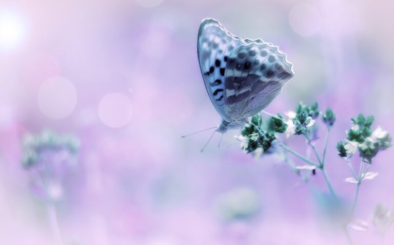 butterfly, bokeh, pink-3019976.jpg