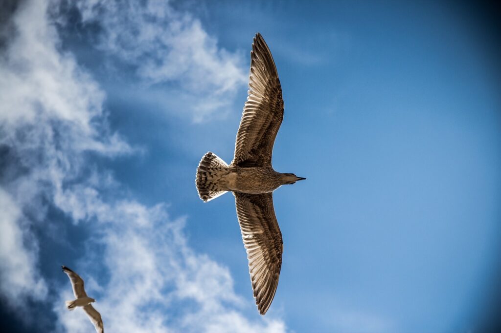 seagulls, flight, birds-765490.jpg